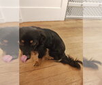 Small Photo #7 Tibetan Spaniel-Unknown Mix Puppy For Sale in San Francisco, CA, USA