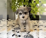 Small #6 Schnauzer (Miniature)