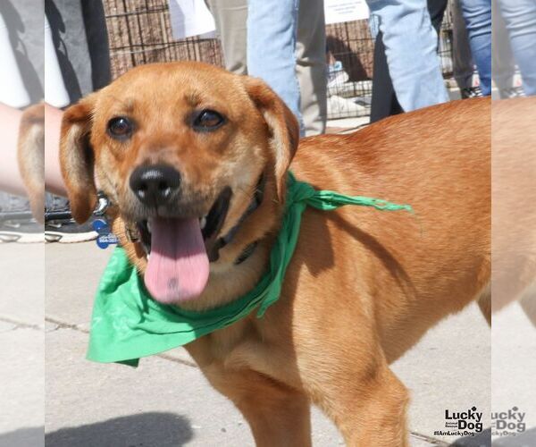 Medium Photo #4 Labrador Retriever-Unknown Mix Puppy For Sale in Washington, DC, USA