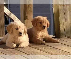 Golden Retriever Puppy for sale in RENO, NV, USA