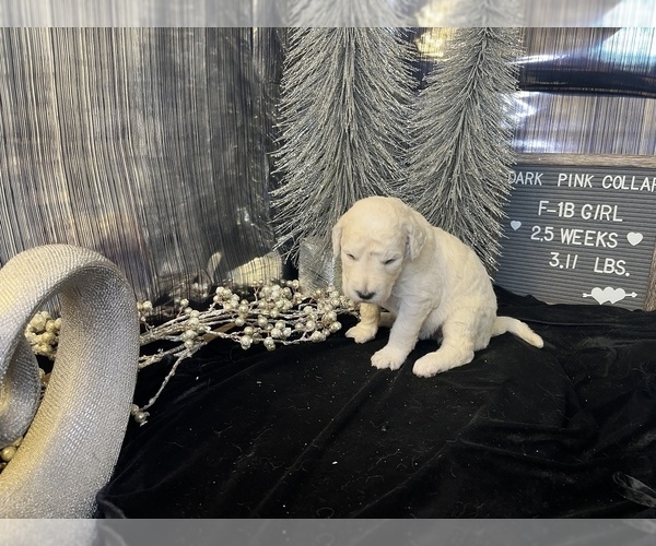 Medium Photo #9 Saint Berdoodle Puppy For Sale in QUEEN CREEK, AZ, USA