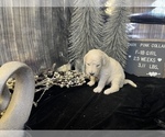 Small Photo #9 Saint Berdoodle Puppy For Sale in QUEEN CREEK, AZ, USA