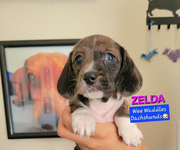 Medium Photo #16 Dachshund Puppy For Sale in WALLACE, CA, USA
