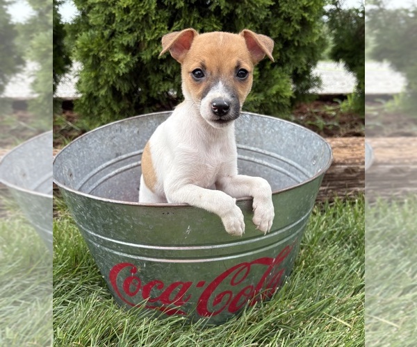 Medium Photo #2 Jack-Rat Terrier Puppy For Sale in MIDDLEBURY, IN, USA