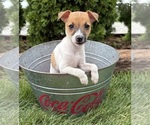 Small #1 Jack-Rat Terrier
