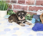 Small #4 Schnauzer (Miniature)