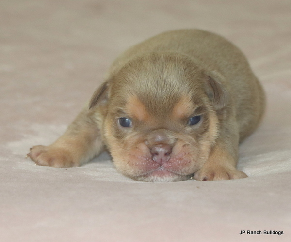 Medium Photo #4 Bulldog Puppy For Sale in WINNSBORO, TX, USA