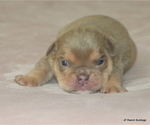 Small #3 Bulldog