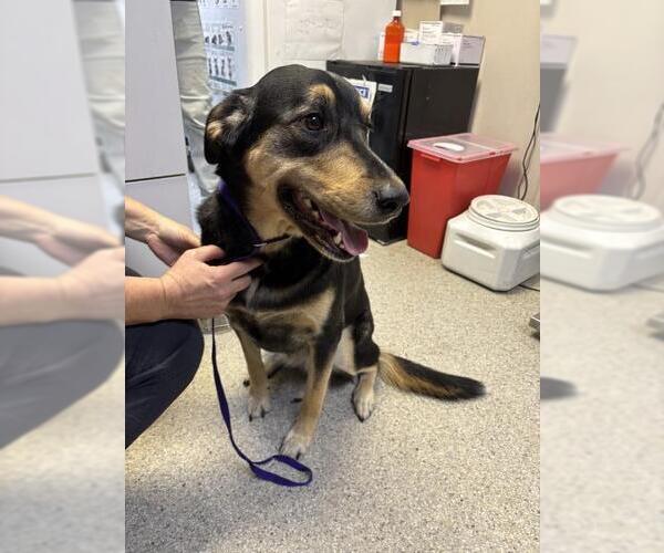 Medium Photo #1 Shepradors Puppy For Sale in Visalia, CA, USA