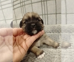 Small Photo #2 Puggle-Shih Tzu Mix Puppy For Sale in NEW YORK MILLS, MN, USA