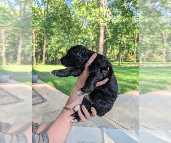 Medium Photo #11 Golden Mountain Doodle  Puppy For Sale in BROKEN ARROW, OK, USA