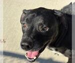 Small Labrador Retriever Mix