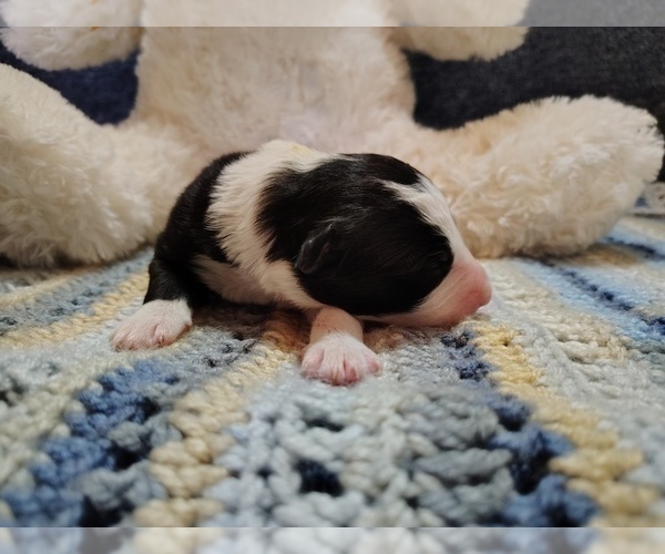 Medium Photo #170 Border Collie Puppy For Sale in NORBORNE, MO, USA