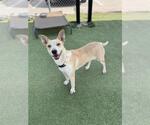 Small #1 Labrador Retriever Mix