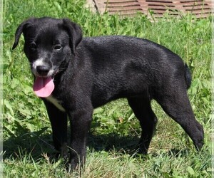 Labrador Retriever-Mutt Mix Puppy for sale in FREDERICKSBURG, OH, USA