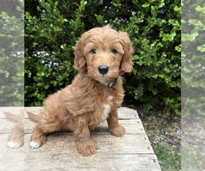 Goldendoodle (Miniature) Puppy for sale in MIDDLEBURY, IN, USA