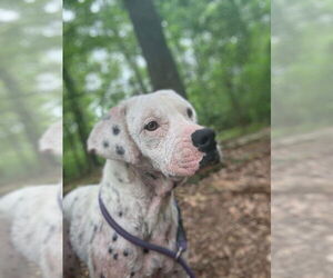 Lillian (GA) - Female Labrador Retriever-Unknown Mix Dog for Adoption - Photo #4