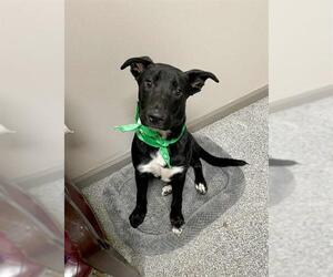 Labrador Retriever-Unknown Mix Dogs for adoption in Pasadena, TX, USA