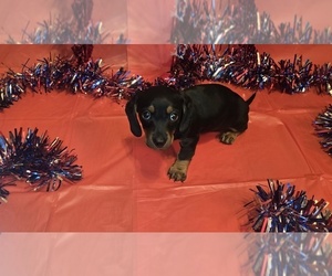 Medium Dachshund