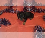 Puppy 5 Dachshund
