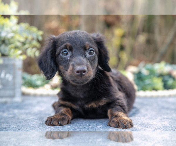 Medium Photo #2 Dachshund Puppy For Sale in SALEM, IN, USA