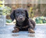 Small #1 Dachshund
