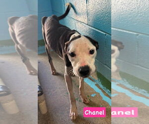 Chanel: Not at shelter (Holly) - Female Mutt Dog for Adoption - Photo #10