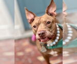 Small #5 American Pit Bull Terrier Mix
