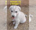 Small #3 German Shepherd Dog-Siberian Husky Mix