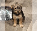 Small Photo #3 YorkiePoo Puppy For Sale in BLUE MOUND, TX, USA
