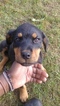 Small Photo #3 Rottweiler Puppy For Sale in PARKLAND, WA, USA