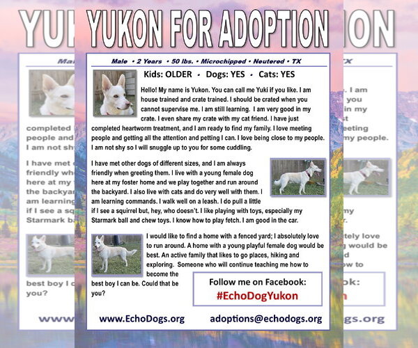 Medium Photo #2 - Mix Puppy For Sale in Hoffman Estates, IL, USA