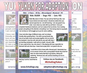 Yukon - Male - Mix Dog for Adoption - Photo #2