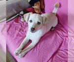 Small #1 Chihuahua Mix