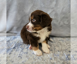Puppy Baloo Aussiedoodle Miniature -Miniature Bernedoodle Mix