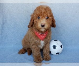 Cavapoo Puppy for Sale in MILLERSBURG, Ohio USA