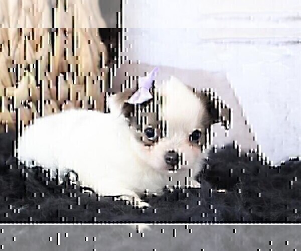 Medium Photo #11 Chihuahua Puppy For Sale in FORT LAUDERDALE, FL, USA