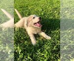 Small #6 Great Pyrenees