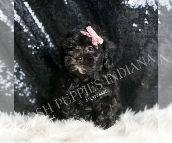 Medium Photo #4 Maltipoo Puppy For Sale in WARSAW, IN, USA