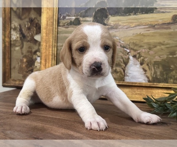 Medium Photo #1 Beagle Puppy For Sale in FORDLAND, MO, USA