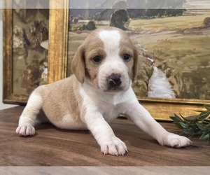Beagle Puppy for sale in FORDLAND, MO, USA