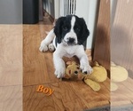 Small Photo #9 English Springer Spaniel Puppy For Sale in LINCOLN, NE, USA