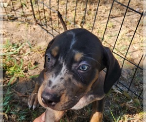 Catahoula Leopard Dog Puppy for sale in CUMBY, TX, USA