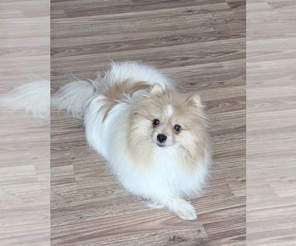 Medium Photo #1 Pomeranian Puppy For Sale in BRANSON, MO, USA