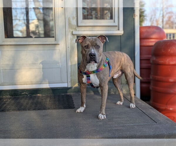 Medium Photo #9 Bullypit Puppy For Sale in Princeton, MN, USA