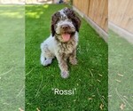 Puppy Rossi Lagotto Romagnolo