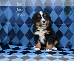 Small Photo #35 Bernese Mountain Dog Puppy For Sale in HARRISONBURG, VA, USA