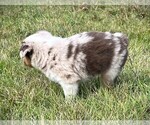 Small #8 Miniature Australian Shepherd