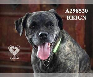 Labrador Retriever-Unknown Mix Dogs for adoption in Stockton, CA, USA