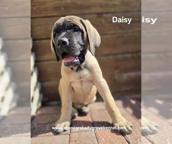 Medium Photo #4 Mastiff Puppy For Sale in CABOOL, MO, USA